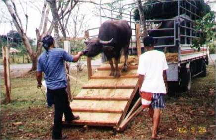 Rampes de déchargement pour animaux