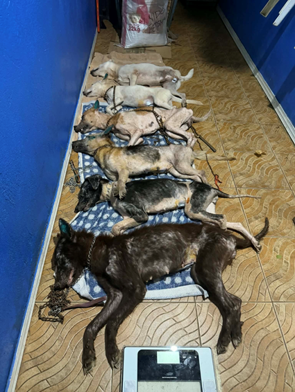 Salle de réveil après stérilisation des chients