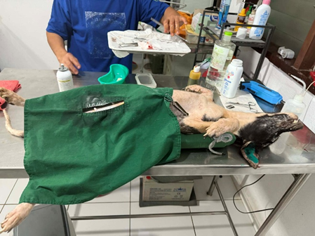 Stérilisation chien et chats