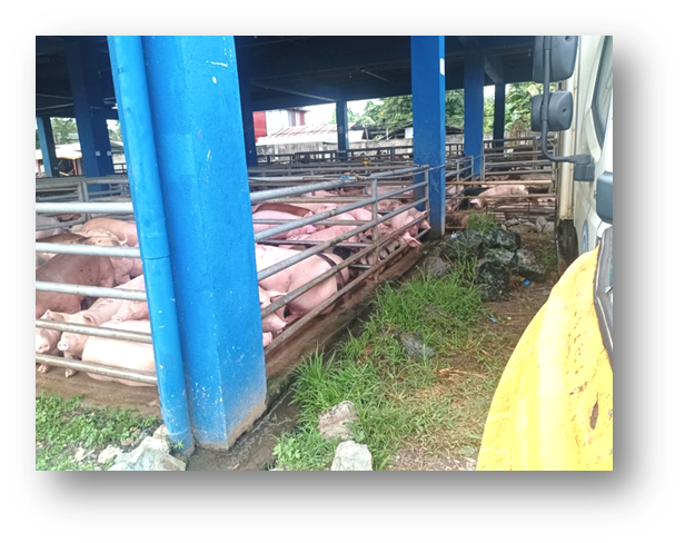 Stockage des cochons à l'abattoir