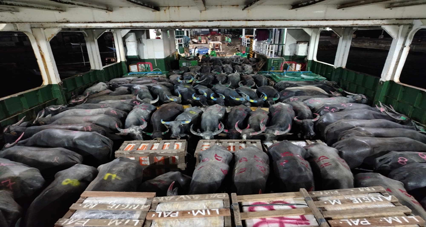 Cruauté en boucherie envers les carabaos à Palawan