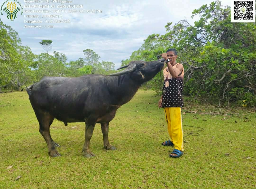 sauvez les carabaos femelle