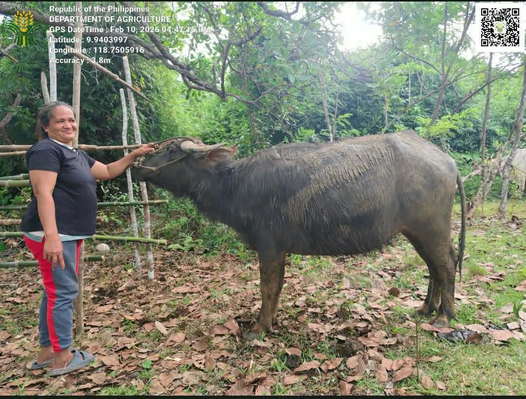 sauvez les carabaos Mâle