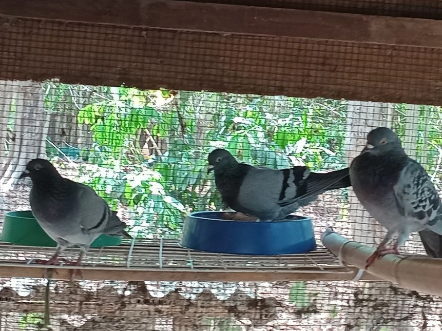 Pigeons 