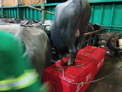 transport de carabaos vers l'abattoir 